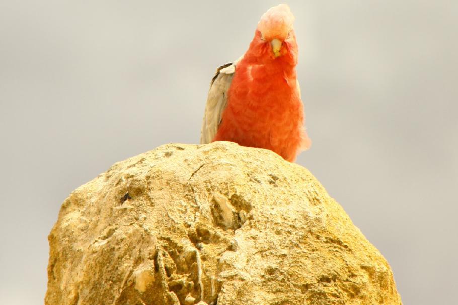 Als ich näher komme, werde ich böse angezwitschert.