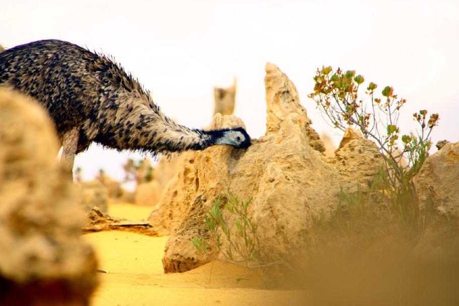 Im Schutz der Steine kann ich mich bis auf wenige Meter anpirschen.