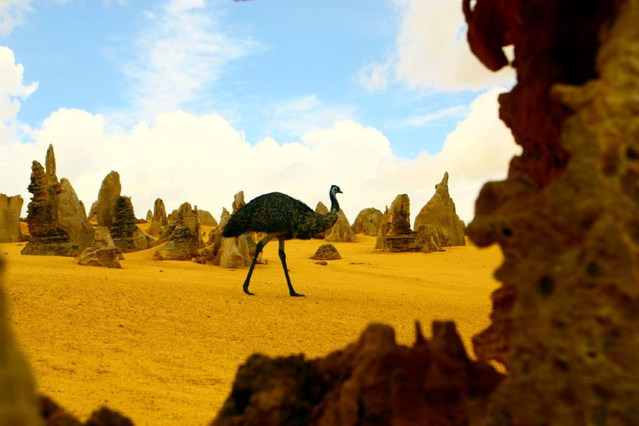 Anke entdeckt zwischen den Felsen einen Emu.