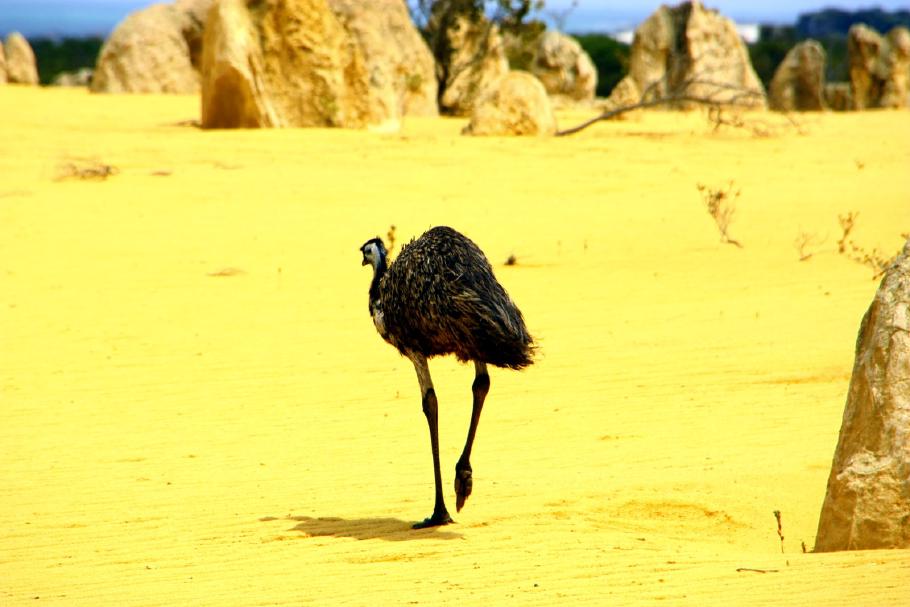 Als er mich bemerkt, erlebe ich, wie schnell diese Vögel laufen können.