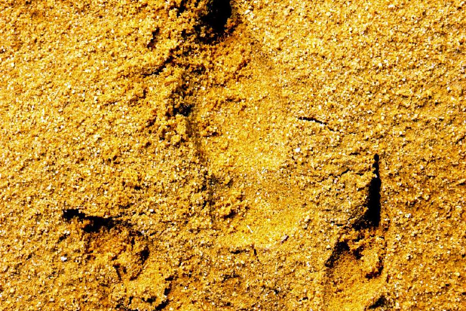 Die Spuren, die der Emu hinterlässt, sind so lang, wie Anke&rsquo;s Fußabdrücke.