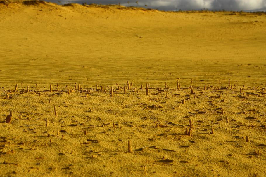 Diese Mini-Pinncales sind nur wenige Zentimeter hohe versteinerte Wurzeln.