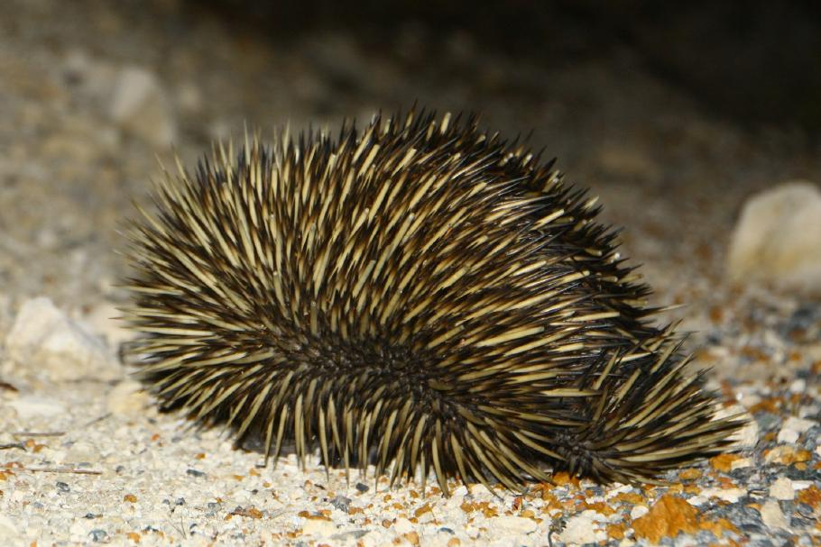 Schreckhafter kleiner Kerl.