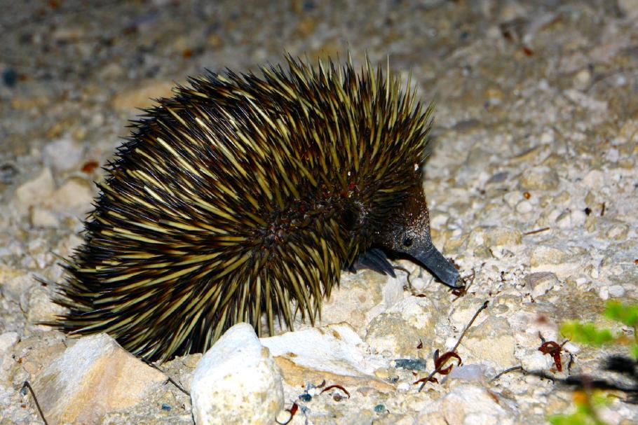 Nachdem wir uns aneinander gewöhnt haben, darf ich auch ein Foto vom Ameisenigel machen.