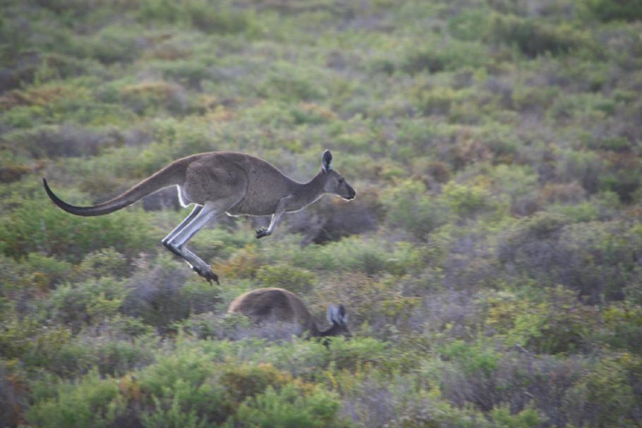 Frühsport - am Morgen hüpfen Kängurus um den Camper herum.