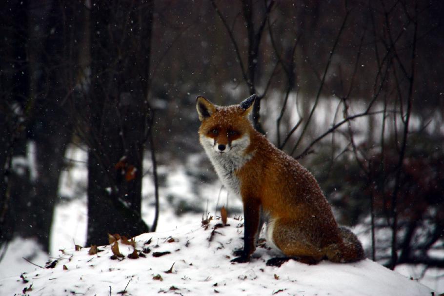 Keinkänguru - mitten in Berlin begegnet uns ein Fuchs im Schnee.