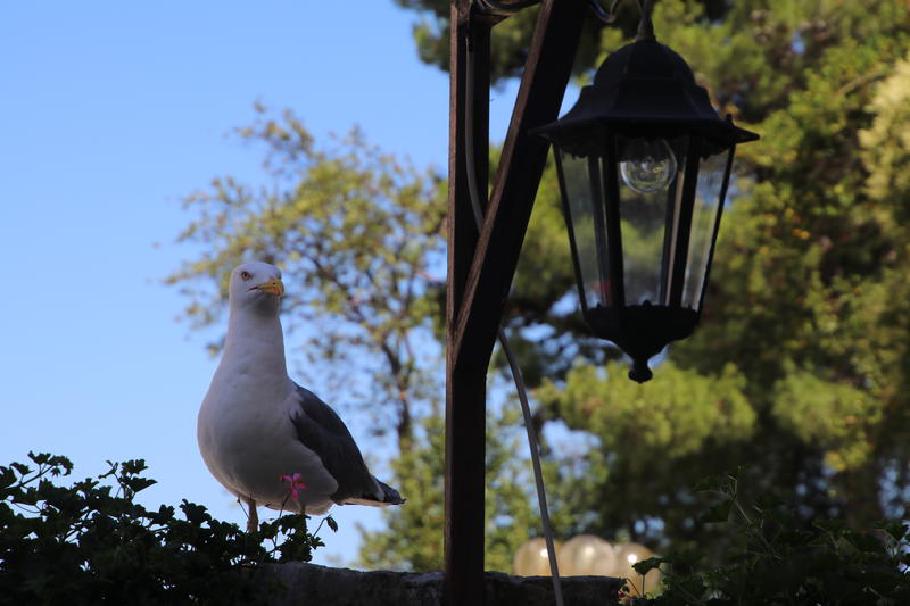 Möwe im Hafen von Poreč