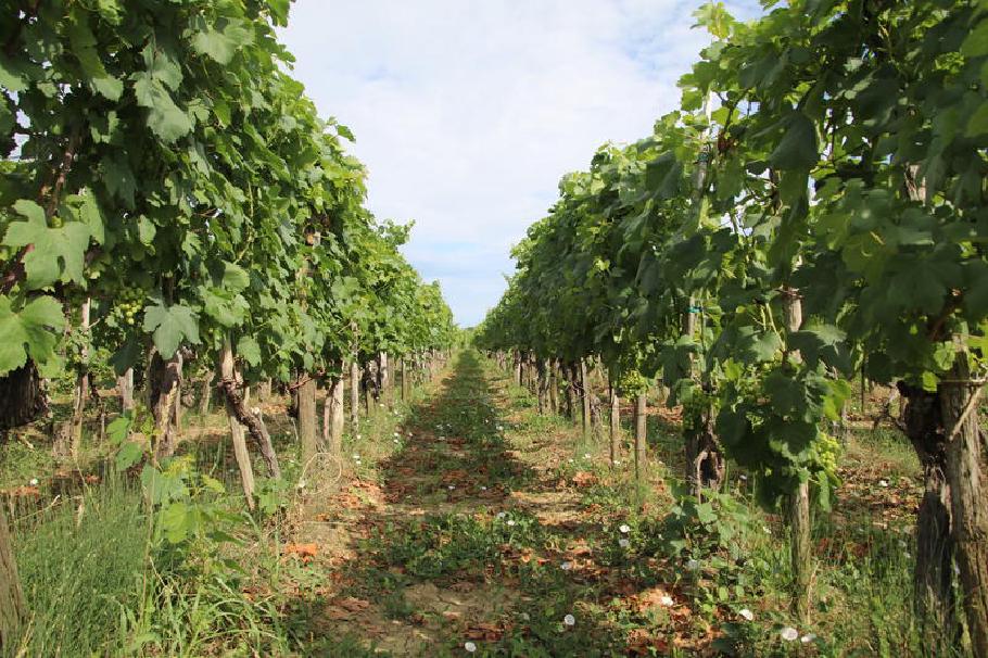 Die Strecke führt durch die Weinanbaugebiete …