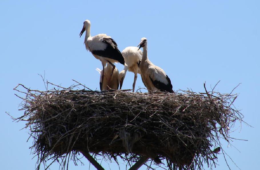 Full House. Die beiden Eltern sitzen auf den Nachbar-Masten und haben ein Auge auf uns.