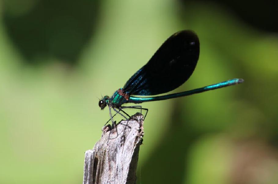 Schwer zu erwischen: Die Libellen landen immer nur ganz kurz zwischen.