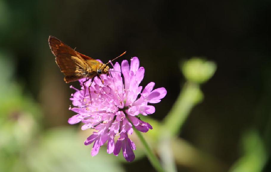 Die Schmetterlinge sind da schon entspannter…