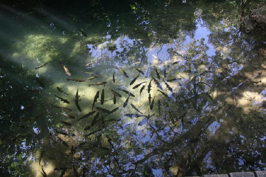 Die Fische wissen wohl, dass sie im Nationalpark unter Schutz stehen.