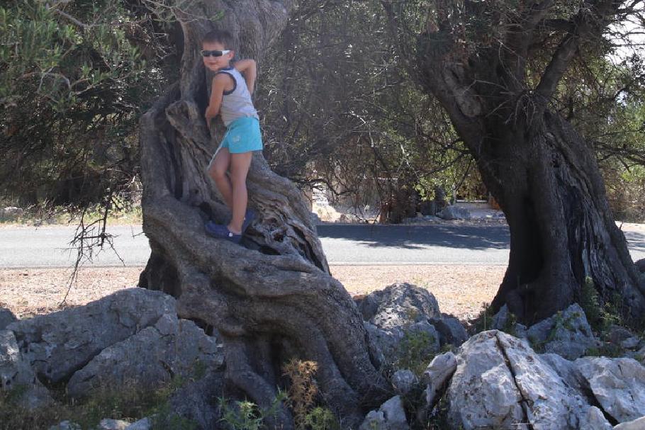 Kletterwald? Die Kinder beklagen zwar die Hitze, erklimmen jedoch jeden zweiten Baum