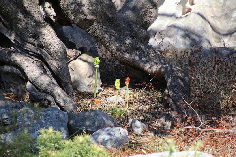 Diese seltsamen Gewächse sprießen hier und da zwischen den Jarhunderte alten Wurzeln.