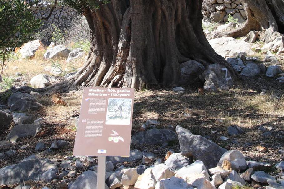 Je weiter wir gehen, desto älter werden die Bäume. Dieser ist über 1000 Jahre alt.