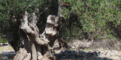 image from Insel Pag