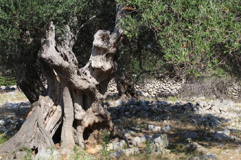 Schaut aus wie im Märchenwald.