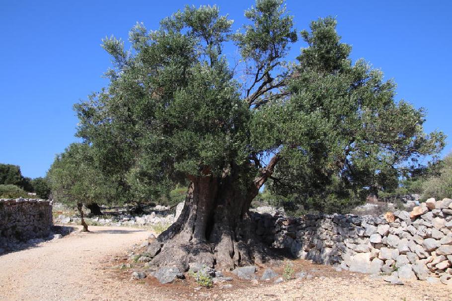 Dieses Prachtstück ist bereits 1600 Jahre alt!