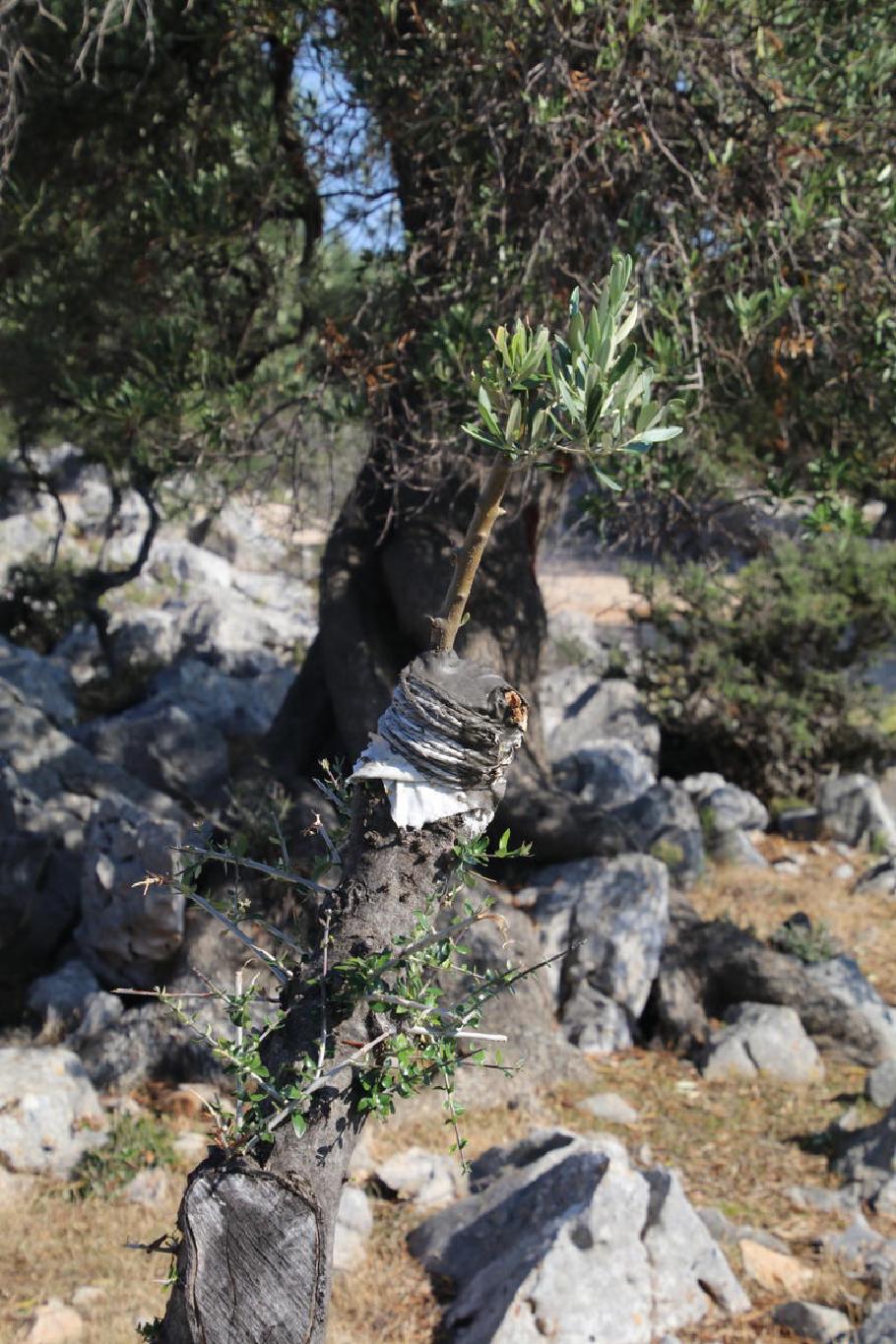 Die kultivierte Olivenart erkannt man an den großen Blättern. Die wilden Oliven sind stachelig und kleinblättig.