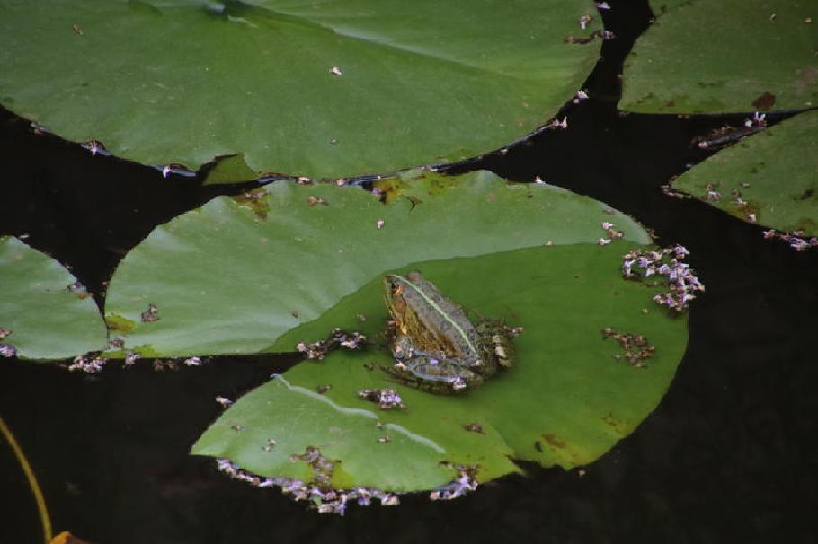 In einer Wasserstelle wachsen Seerosen auf deren Blätter Frösche quaken.