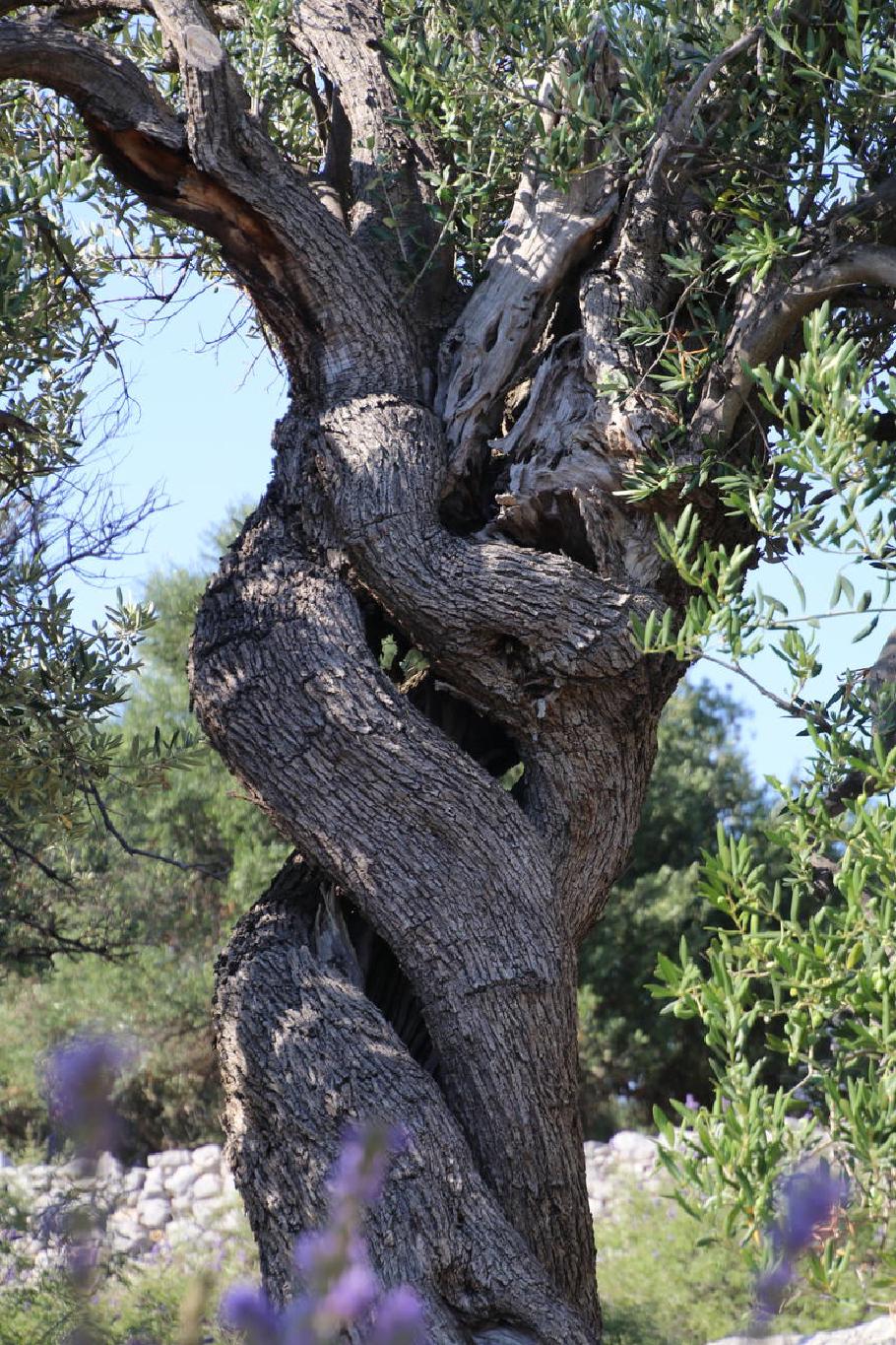 Jeder dieser Bäume ist einmalig in seiner Wuchsform.