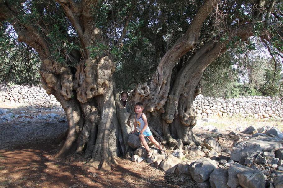 Alt und Jung. Wir befinden uns am ältesten Baum der Anlage.