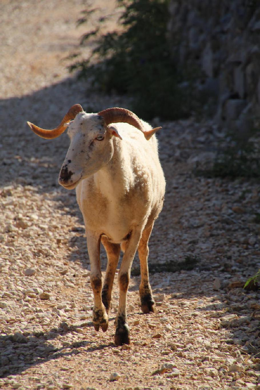 Die Ziege ist mindestens genau so überrascht wie wir, als wir uns über den Weg laufen.