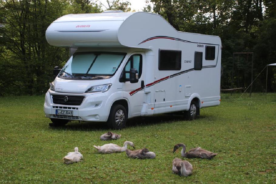 Ein Rudel Schwäne belagert das Wohnmobil, bleibt aber ansonsten friedlich.