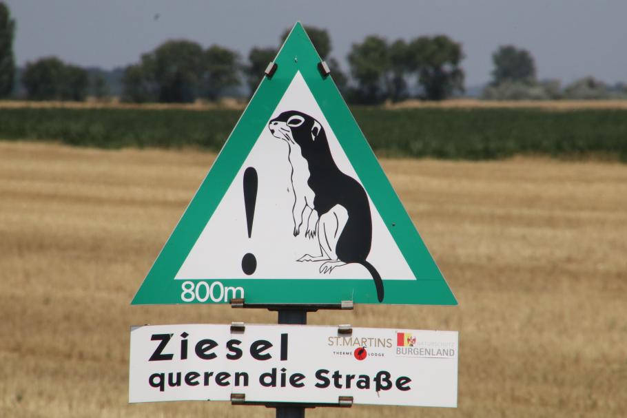 Ziesel sind hier überall.