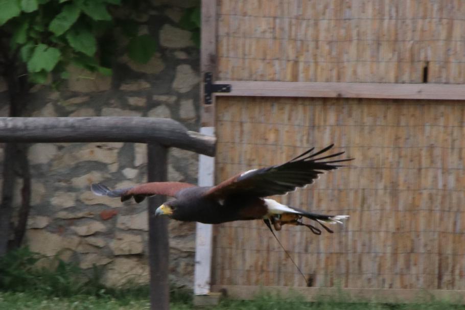 Die Falken beeindrucken uns &hellip;