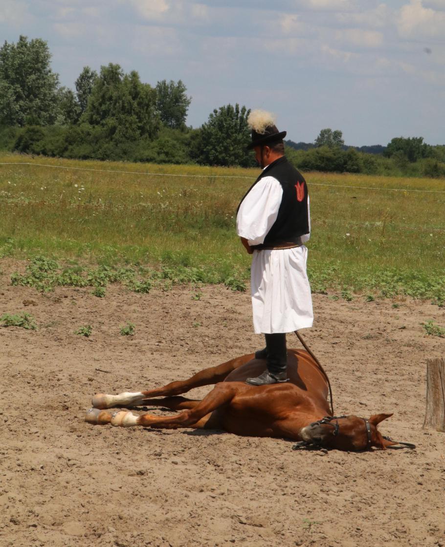 Wenn Dein Pferd tot ist, steig ab!