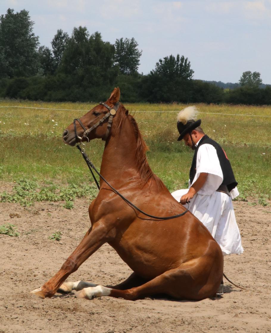 &lsquo;Sitz&rsquo; gehört sonst eher zur Hundeschule.