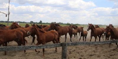 image from Bugac-Puszta