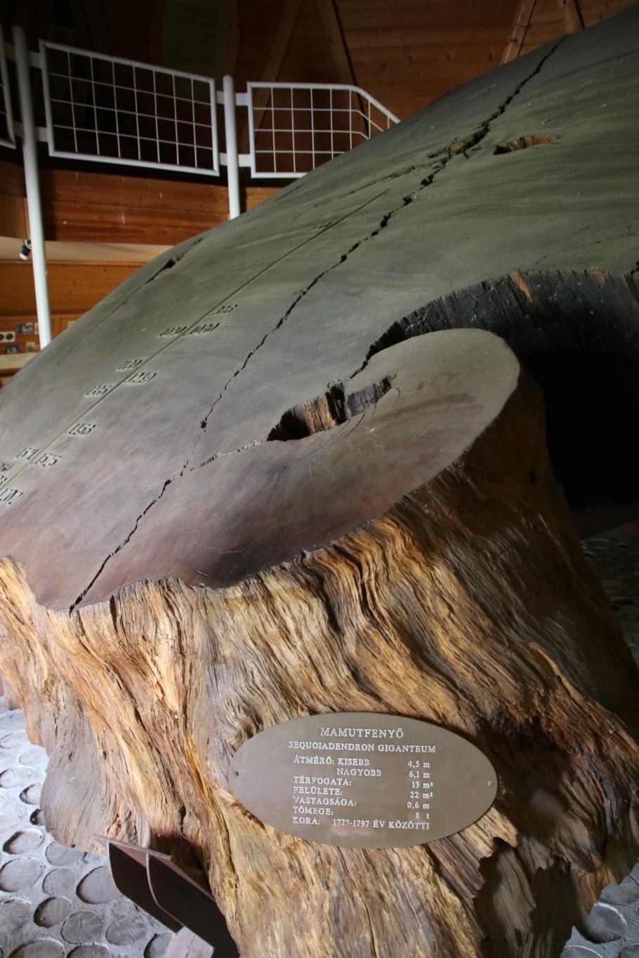 Alt wie ein Baum &hellip;