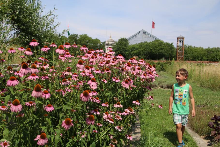 Im Kräutergarten blüht es üppig.