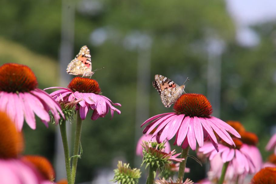 Die Blumen locken jede Menge Schmetterlinge an.