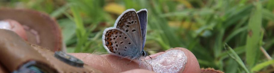 Hm, das ist aber keine Blume &hellip;