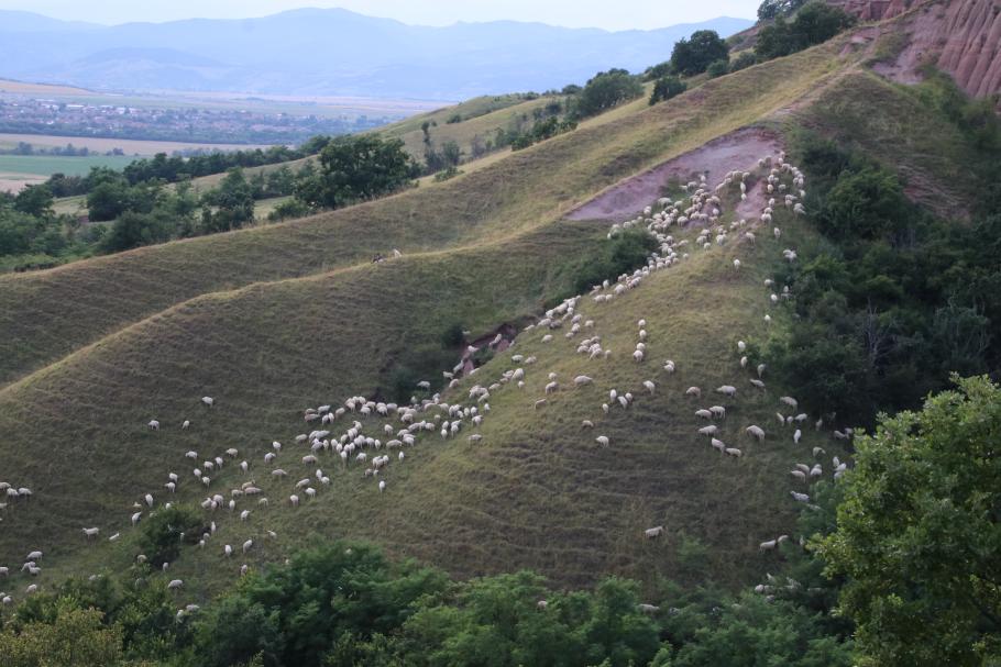 Einen Hang weiter lässt ein Schäfer seine Herde grasen.