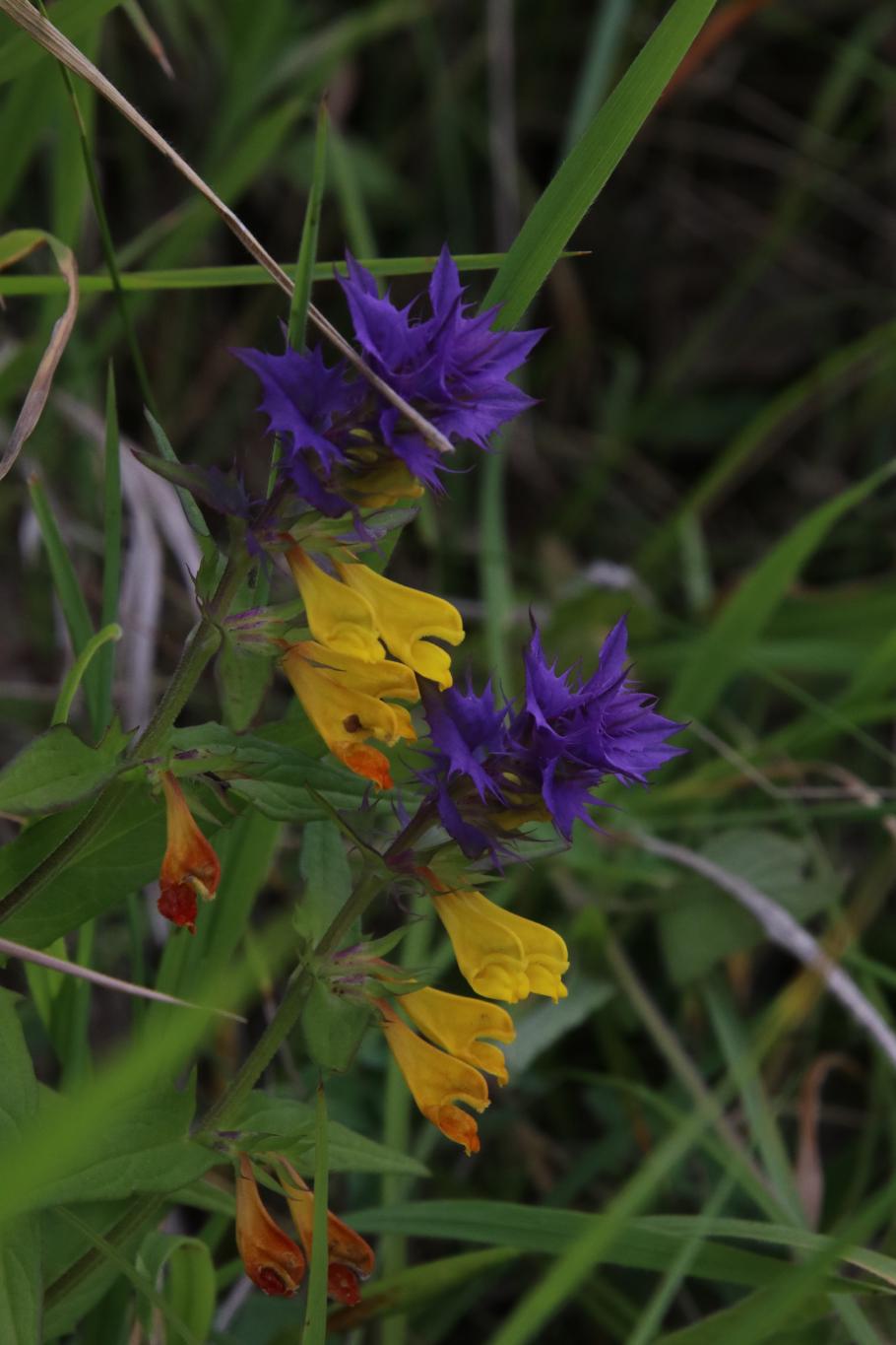 Faszinierende Pflanzen wachsen am Wegesrand.