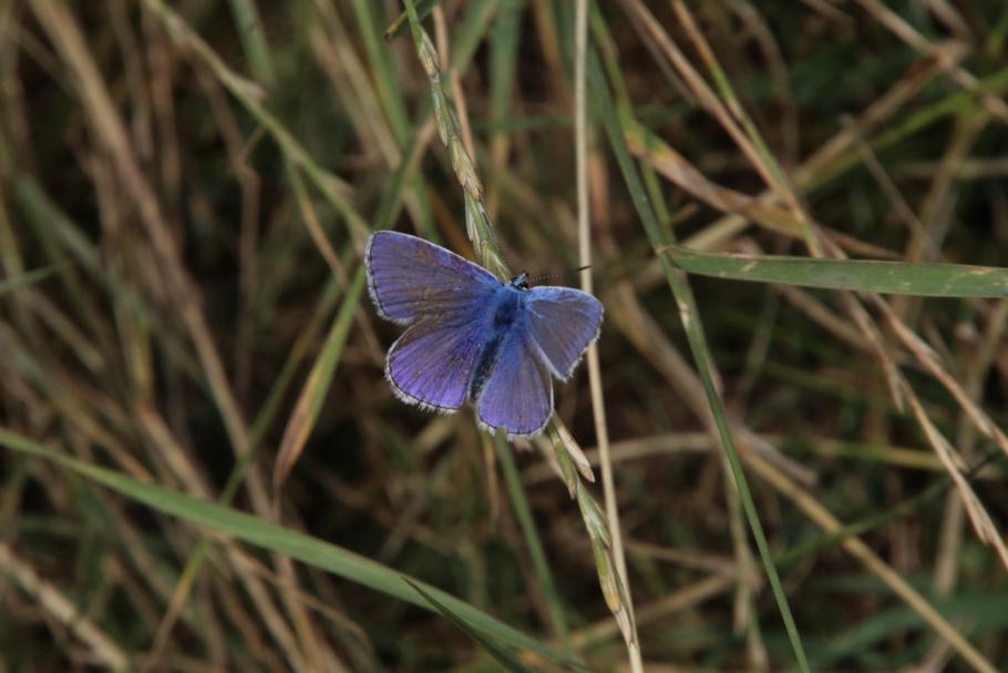 Die Wiese ist sehr belebt. Überall summt und brummt es.