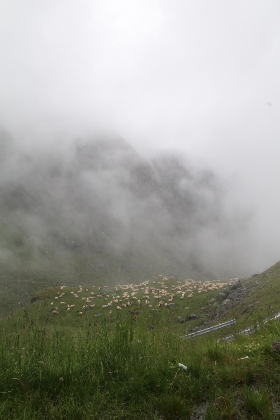 Viel weiter als zu den nassen Schafen kann man nicht schauen.
