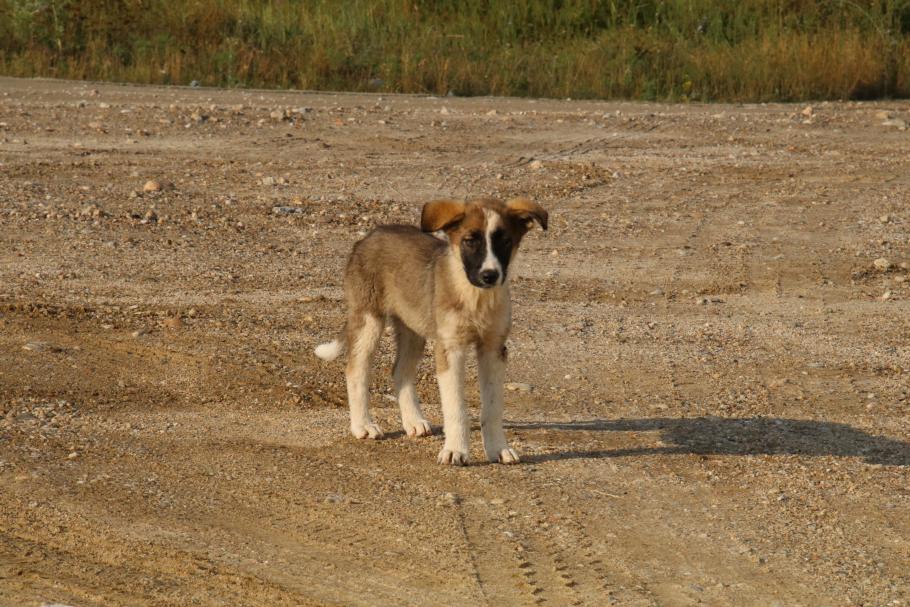 Wir sind erst allein auf dem Rastplatz, aber schnell haben wir einen neugierigen Besucher.