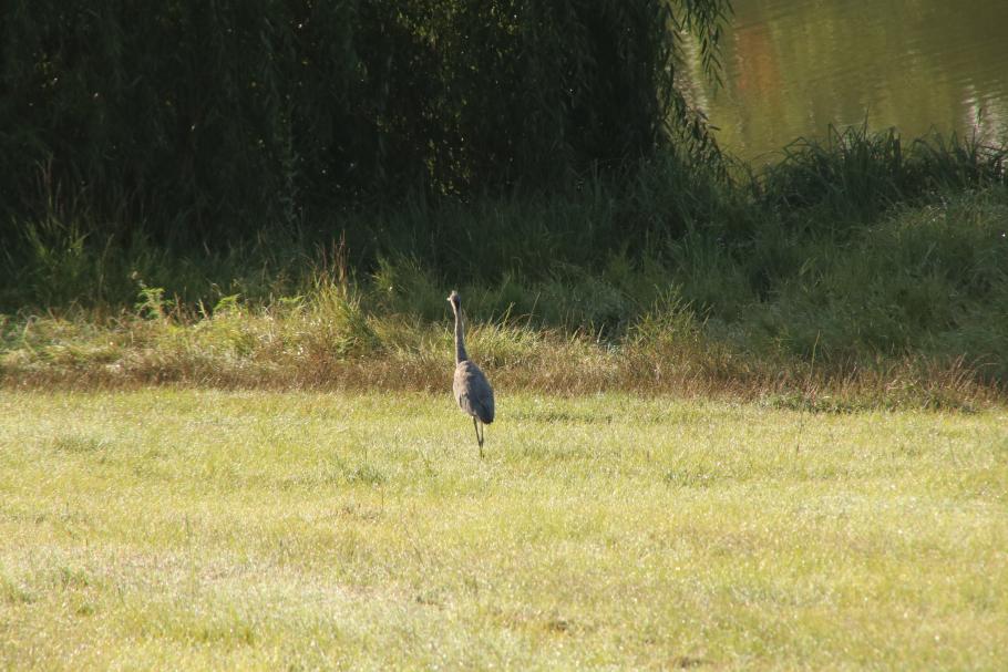 Thematisch passend steht am frühen Morgen ein Reiher auf der Wiese.