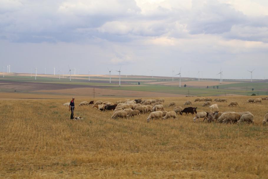 Am Straßenrand sehen wir Schäfer mit ihren Herden.