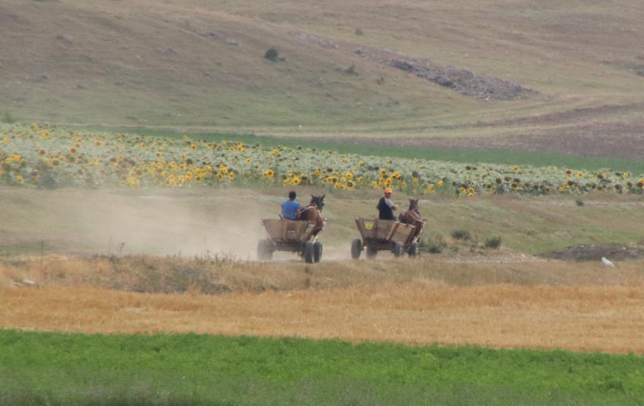 Pferdekarren liefern sich Rennen.