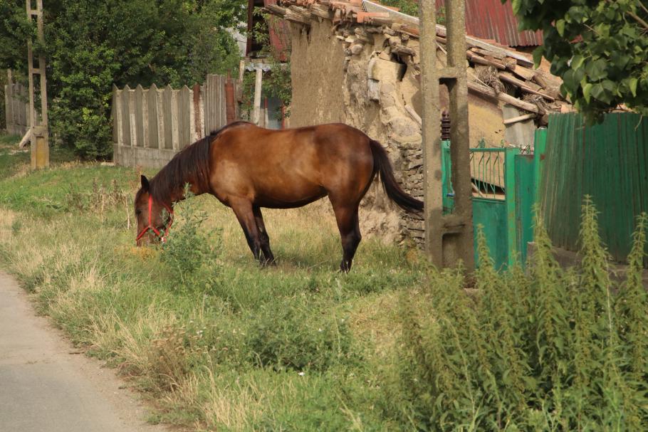 An jeder Ecke sind Pferde oder Kühe zum Grasen angebunden.