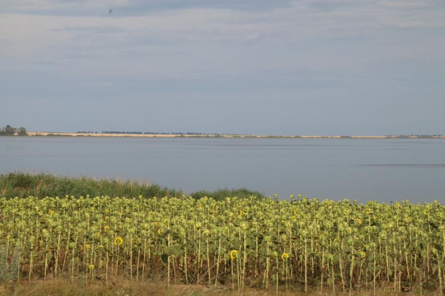 Hinter endlosen Sonnenblumenfeldern sind die Seen zu sehen, an denen wir Campen wollen.