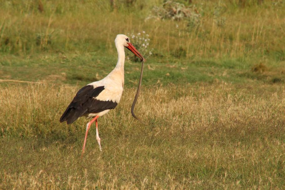 Kurz vorm Ziel sehen wir einen Storch, der Beute gemacht hat.