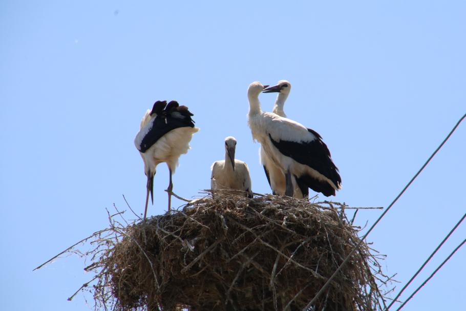 Auf vielen Straßenlampen hier sind Storchennester.