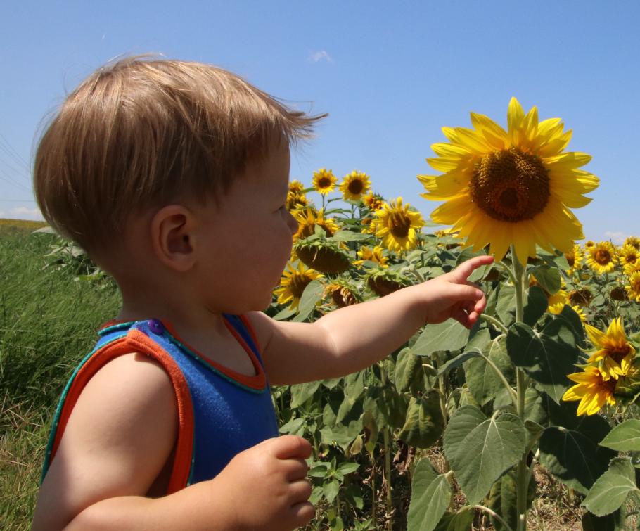 Mattis findet die Sonnenblumen ganz toll.